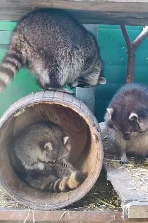  ,  ,      