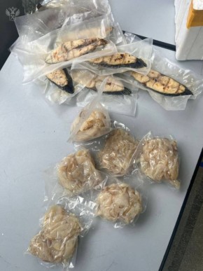 Иркутские таможенники обнаружили 3 кг мяса медуз в багаже пассажира из Ханоя, сообщили в ФТС РФ