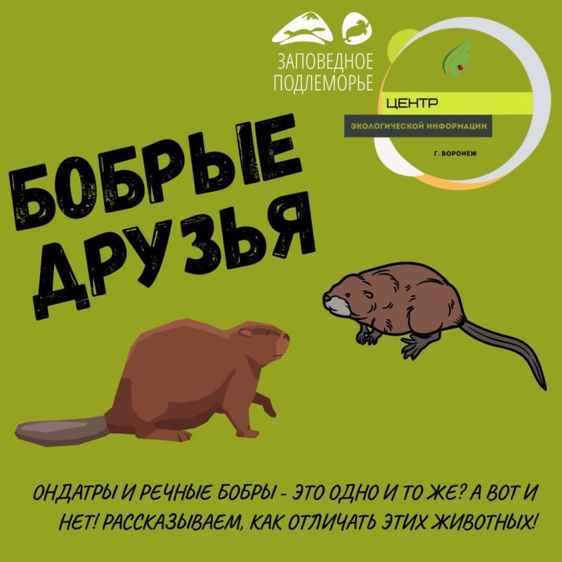 Их вечно путают! Это мы сейчас об ондатре и бобре