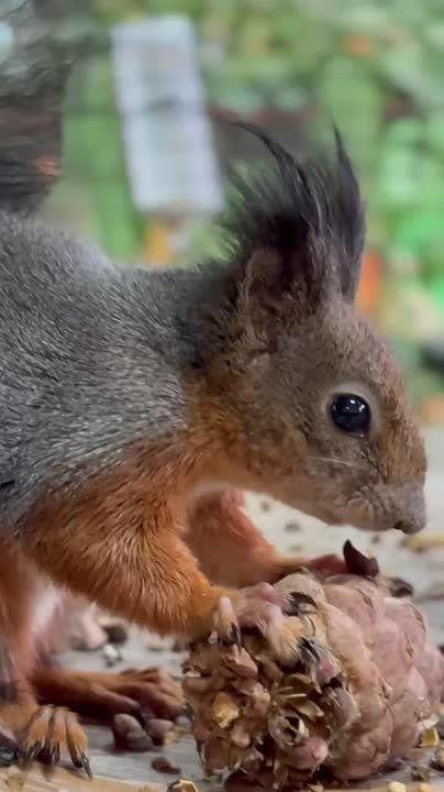Глядя как Бельчонок Белис из Сибирского зоопарка делает запасы, цитируем известный сериал: «Зима близко»