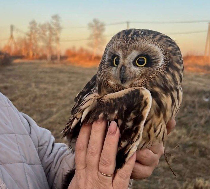 Маленького совёнка приютили на лечение в Иркутском Зоопарке