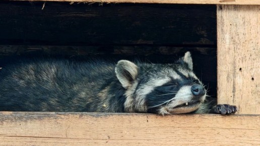 Как начать выходной день, чтобы он задался? Смотрите на фото из Иркутского зоопарка — эти животные знают, как правильно отдыхать