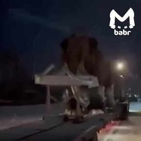 Мамонта встретили водители во время снегопада в Иркутской области