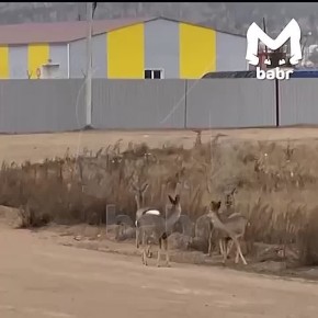 Семья косуль заглянула в бурятский посёлок