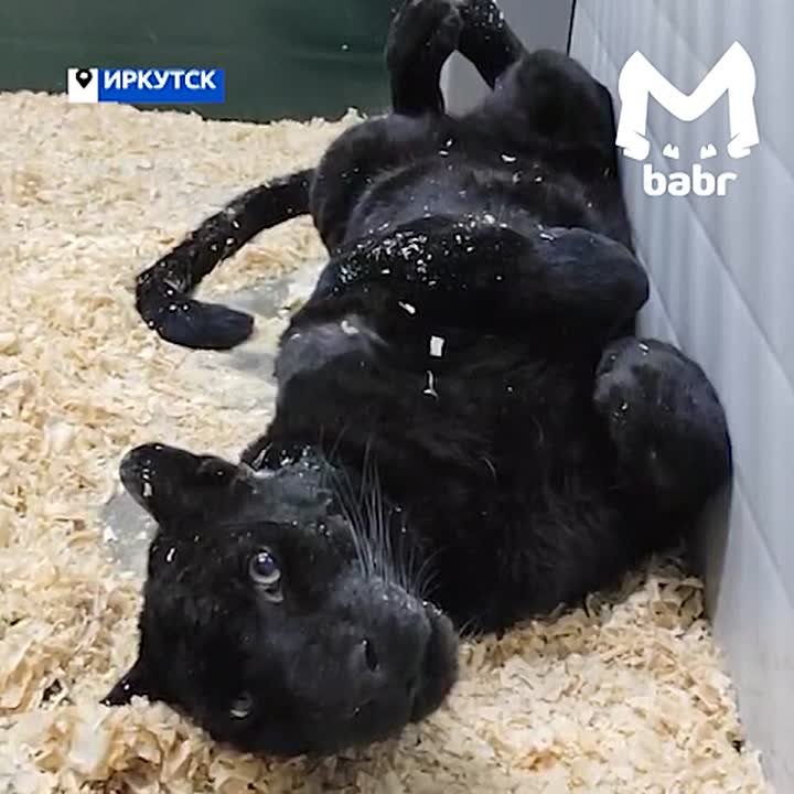 Пантера, разодравшая трёхлетнего малыша в Ангарске, поселилась в Иркутском зоопарке