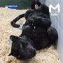Пантера, разодравшая трёхлетнего малыша в Ангарске, поселилась в Иркутском зоопарке