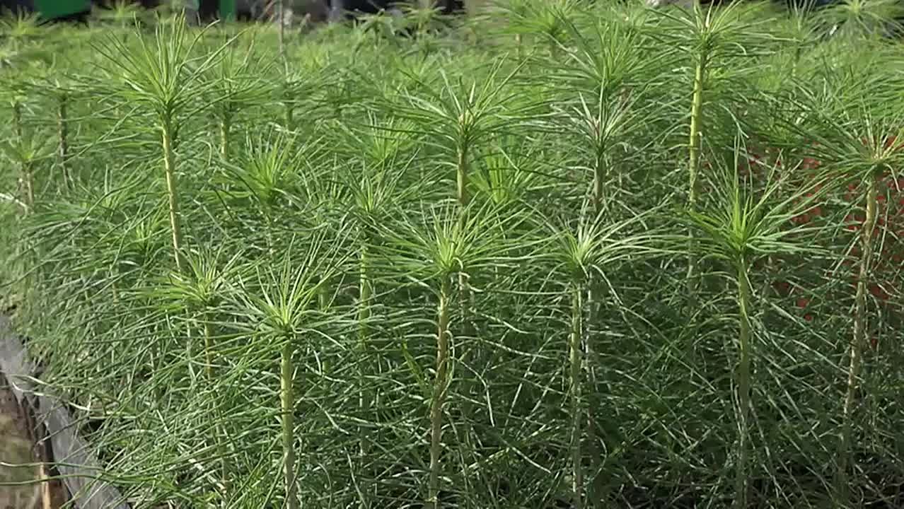 Больше 6,5 миллионов новых деревьев высадили в Иркутской области благодаря экологической акции «Сохраним лес»