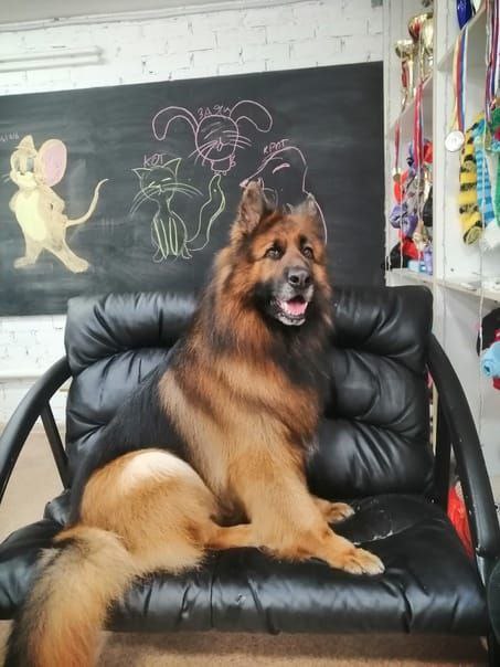 Служба и дружба: кинолог Анастасия и её напарник Деймон Служба и дружба: кинолог Анастасия и её напарник Деймон