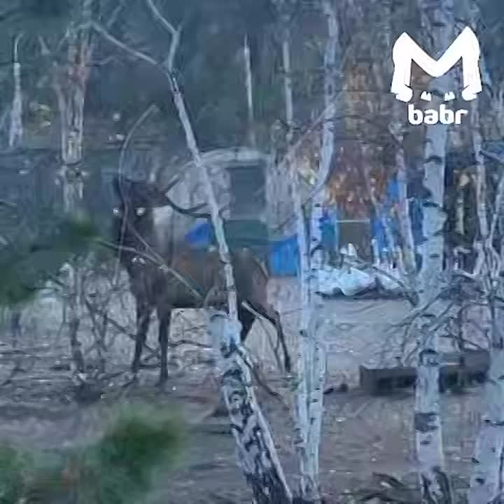 Руководство читинского зоопитомника, в котором изюбрь убил человека, обвинили в халатности