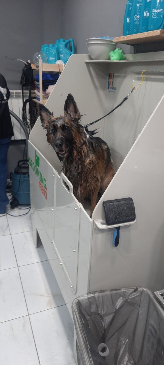 Служба и дружба: кинолог Анастасия и её напарник Деймон Служба и дружба: кинолог Анастасия и её напарник Деймон