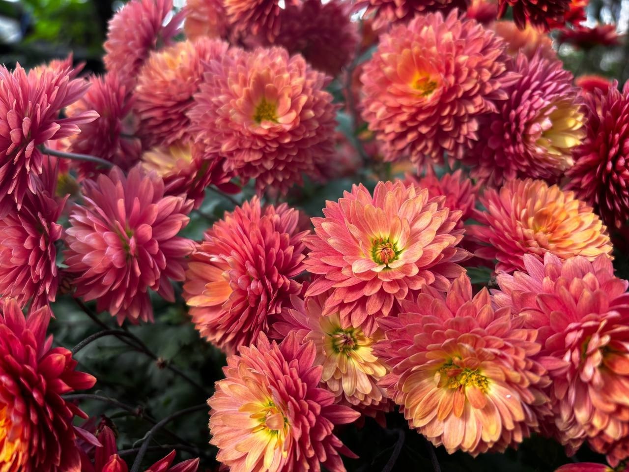 Давайте заглянем в оранжерею Ботанического сада ИГУ и добавим ярких красок в последний день октября Давайте заглянем в оранжерею Ботанического сада ИГУ и добавим ярких красок в последний день октября