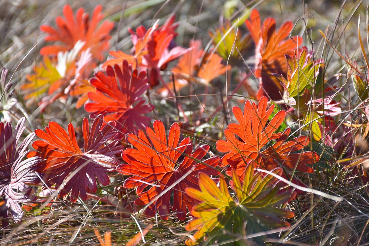 Доброе утро, Иркутск!. Сегодня, 31 октября, в Иркутске облачно, дождь