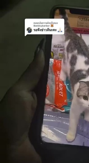 Уличные коты помогли вернуть домой сбежавшего питомца