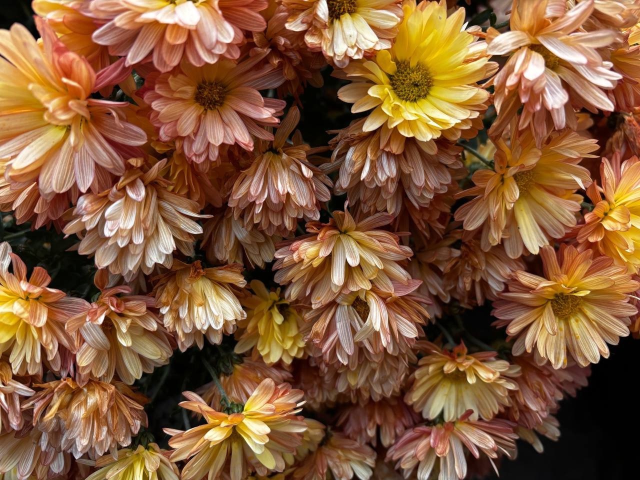 Давайте заглянем в оранжерею Ботанического сада ИГУ и добавим ярких красок в последний день октября Давайте заглянем в оранжерею Ботанического сада ИГУ и добавим ярких красок в последний день октября