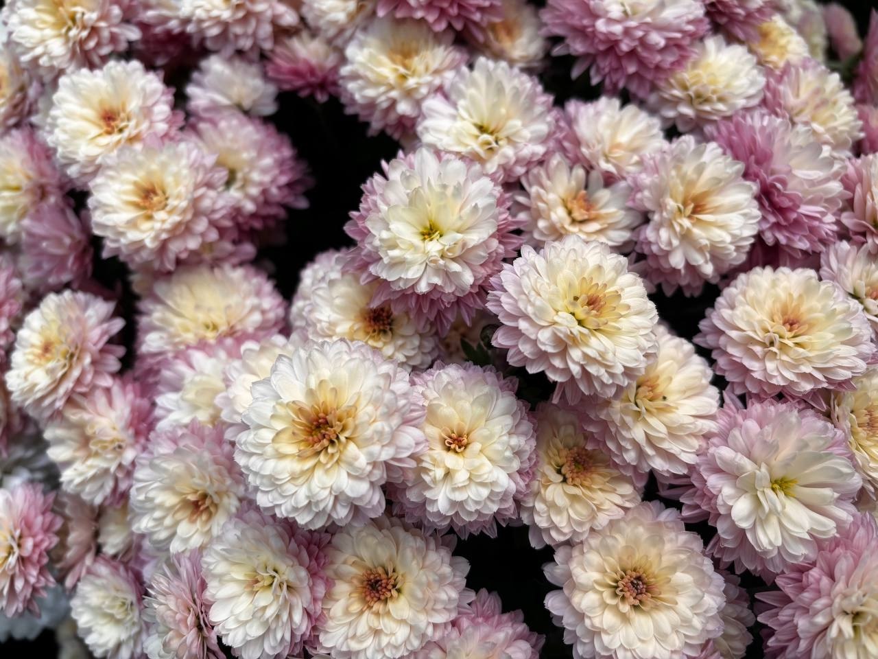 Давайте заглянем в оранжерею Ботанического сада ИГУ и добавим ярких красок в последний день октября Давайте заглянем в оранжерею Ботанического сада ИГУ и добавим ярких красок в последний день октября