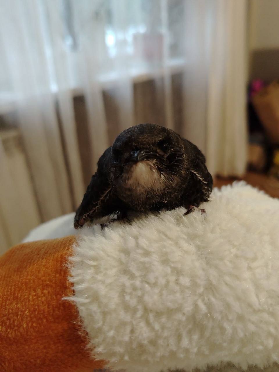 «Готовлю ему сверчков, которые стоят по 8000 рублей в месяц»: сибирячка приютила в квартире раненого птенца стрижа «Готовлю ему сверчков, которые стоят по 8000 рублей в месяц»: сибирячка приютила в квартире раненого птенца стрижа