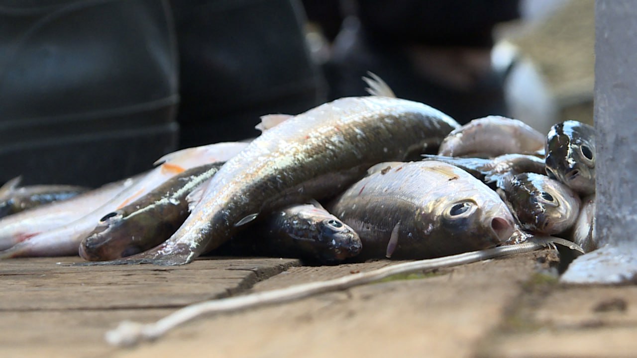 Уровень Байкала не оказывает большого влияния на популяцию омуля