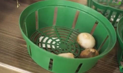 Корзины для луковичных: идеальный выбор для тюльпанов или нет?