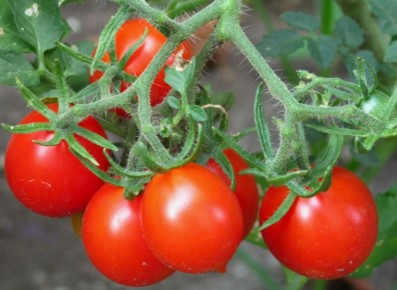 Новый сорт томатов, который покоряет дачников: урожай до 115 кг с 11 кустов