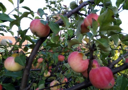 Осенний уход за яблонями: секреты успешной обрезки