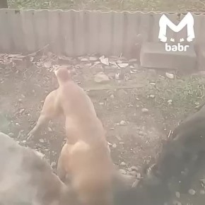 "Я куплю оружие и пристрелю этих собак"