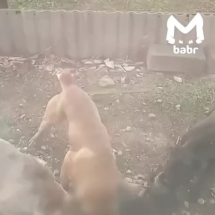 "Я куплю оружие и пристрелю этих собак"