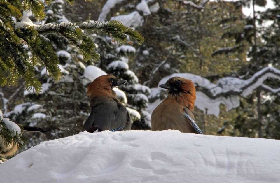  !.     ,      ,  -   - 49 /,   +1,+3