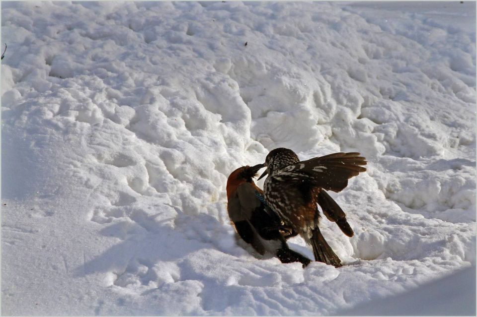  !.     ,      ,  -   - 49 /,   +1,+3