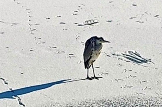 В Братске спасли замерзающую цаплю В Братске спасли замерзающую цаплю