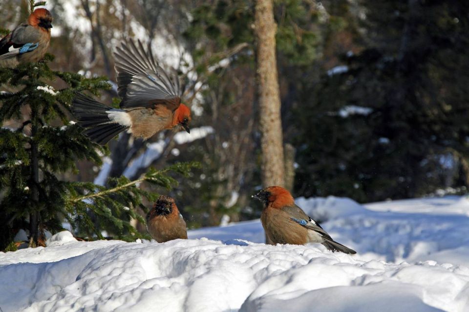  !.     ,      ,  -   - 49 /,   +1,+3