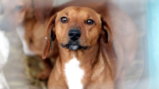 Депутаты встали на защиту домашних животных: чем это грозит хозяевам