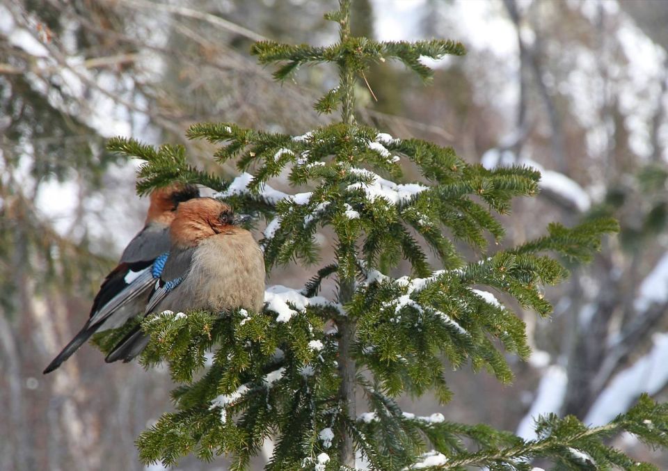  !.     ,      ,  -   - 49 /,   +1,+3