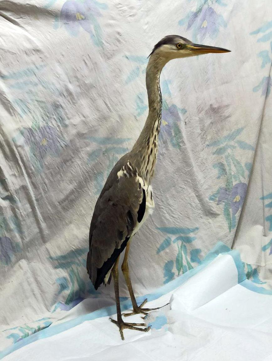 В Братске спасли замерзающую цаплю