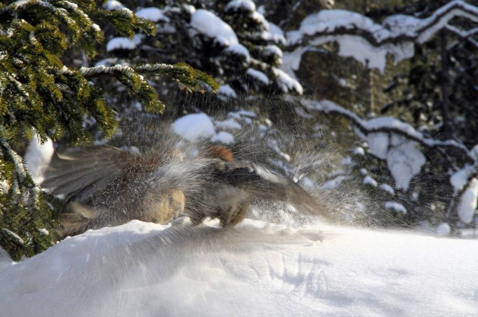  !.     ,      ,  -   - 49 /,   +1,+3