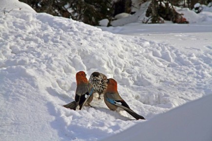  !.     ,      ,  -   - 49 /,   +1,+3