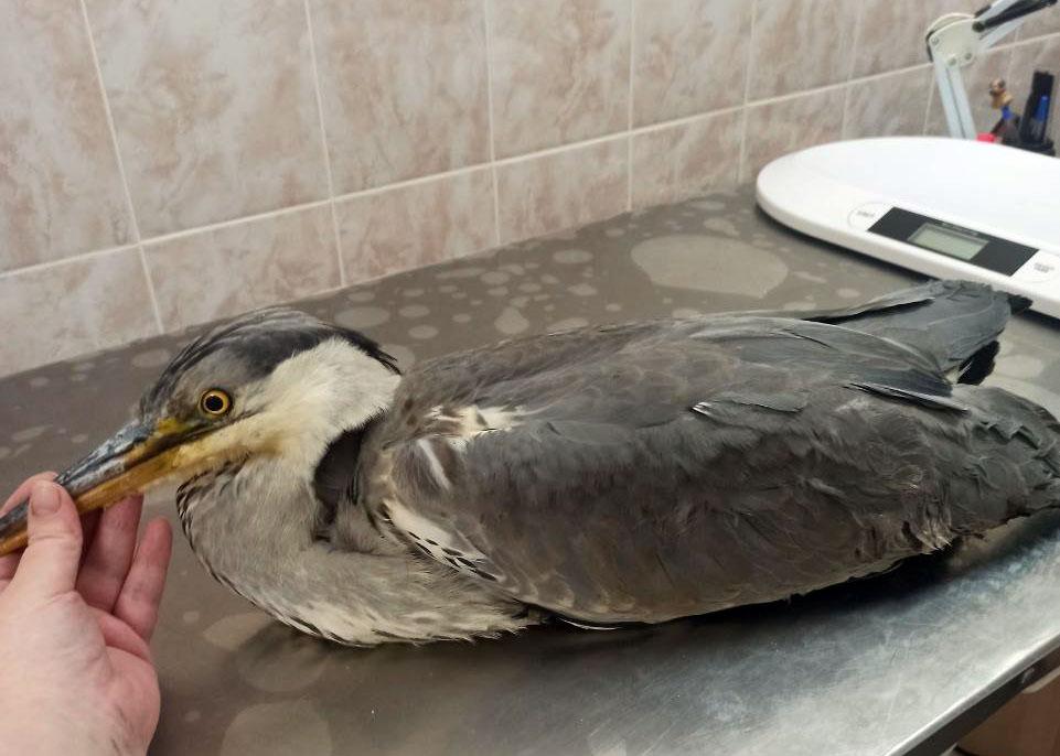 В Братске спасли замерзающую цаплю В Братске спасли замерзающую цаплю