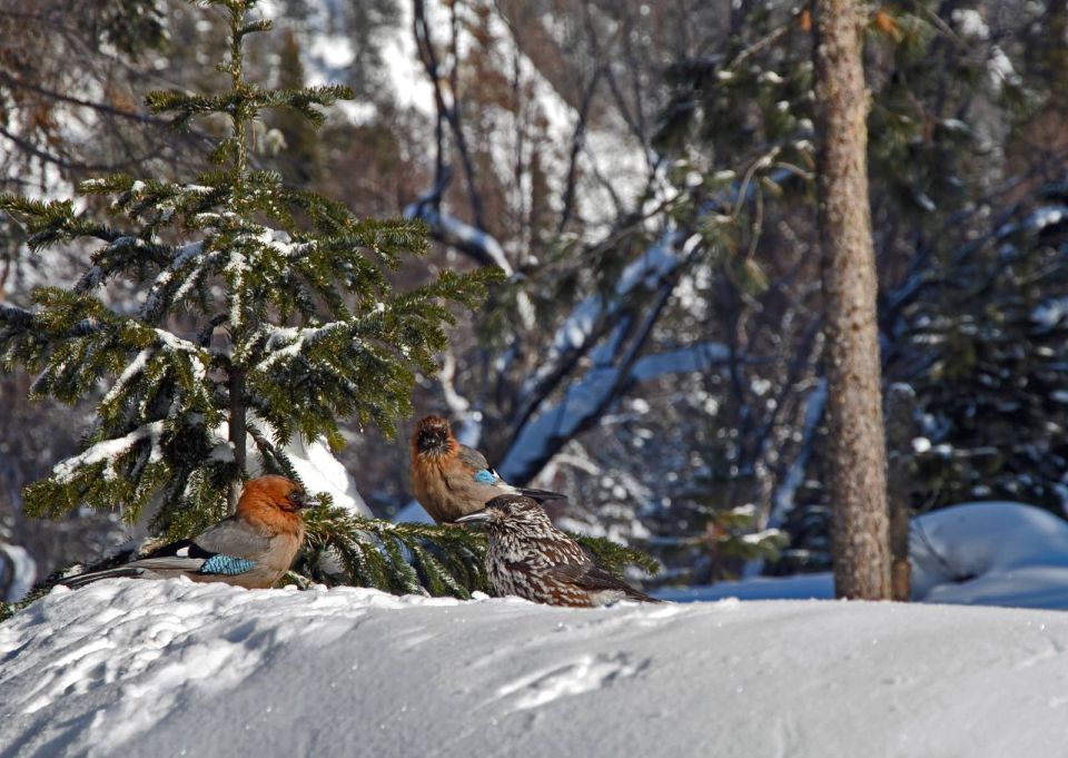  !.     ,      ,  -   - 49 /,   +1,+3