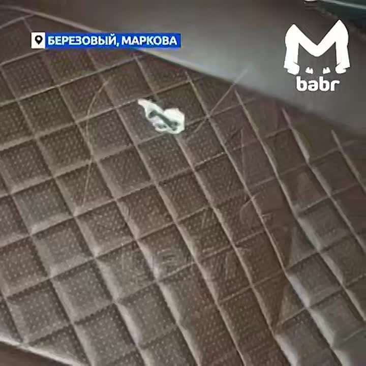 Прокуратура проверит администрацию Маркова из-за полчища крыс в посёлке