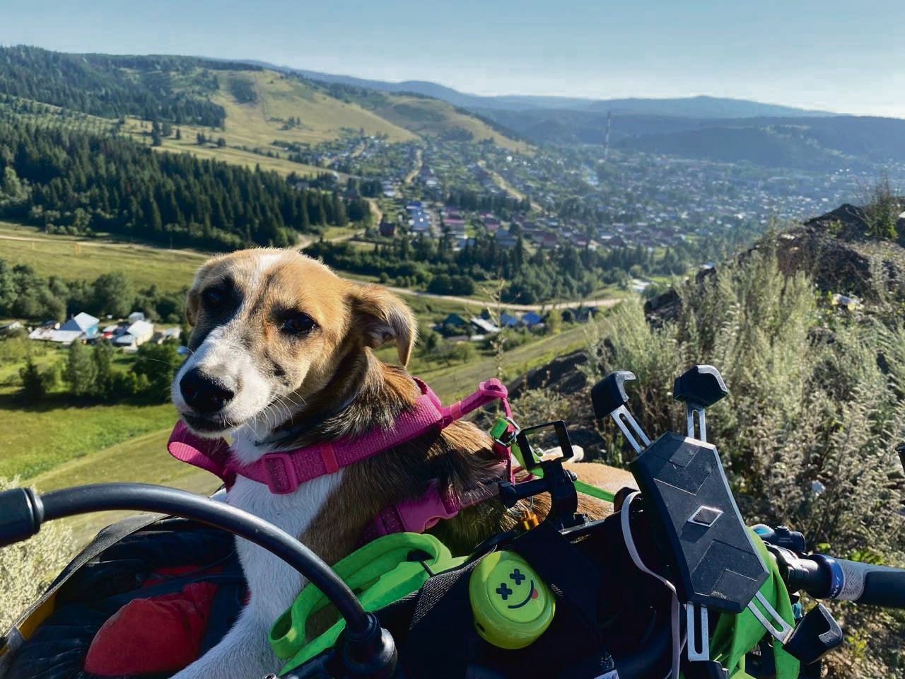 Иркутянин Даниил Толстиков проехал на велосипеде от Иркутска до Санкт-Петербурга, завел по дороге собаку и снялся в передаче Первого канала Иркутянин Даниил Толстиков проехал на велосипеде от Иркутска до Санкт-Петербурга, завел по дороге собаку и снялся в передаче Первого канала