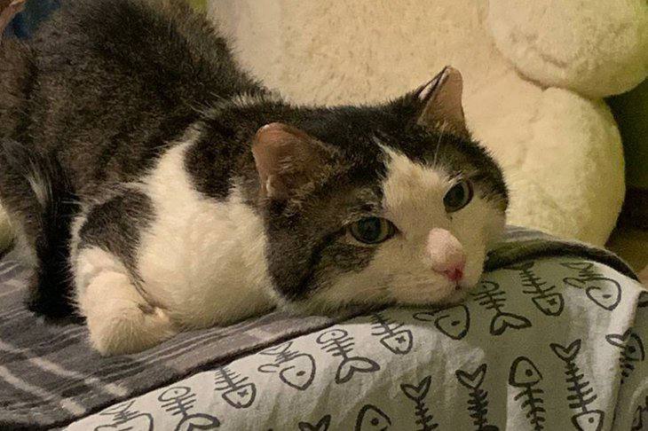 Котик, который потерял хозяина после взрыва газа в Ангарске, обрел новый дом