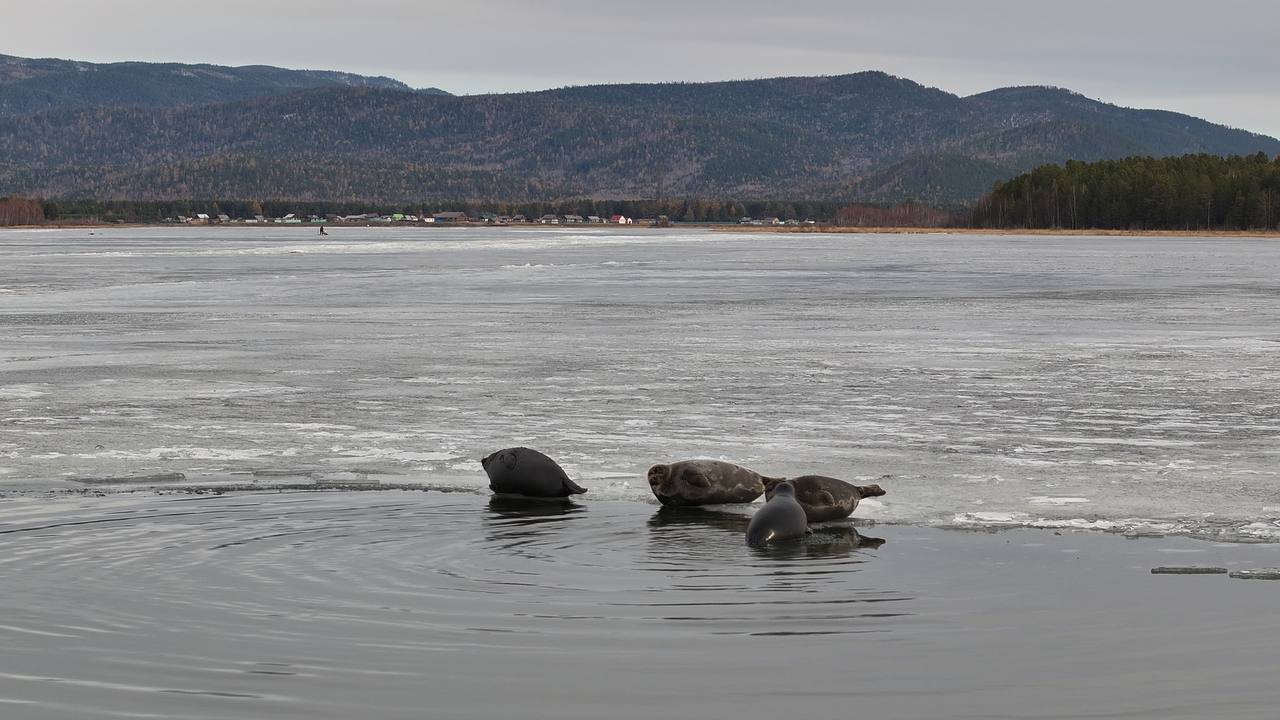 СРОЧНОЕ ВКЛЮЧЕНИЕ!. А вы знали, что за нерпой можно наблюдать прямо из п. Усть-Баргузин? Такой информацией с нами поделился Андрей Разуваев, старший научный сотрудник ФГБУ «Заповедное Подлеморье». Как отметил Андрей...