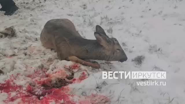 Сегодня вечером в течении всего лишь 30 минут сотрудники питомника К-9 выезжали на экстренные вызовы по отлову диких животных