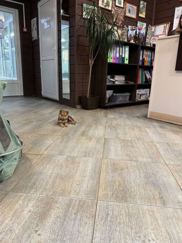 День прошел , а малыш семью не нашелон так ждет, попросился даже в офисе посидеть, вдруг мама придет, а его не увидит