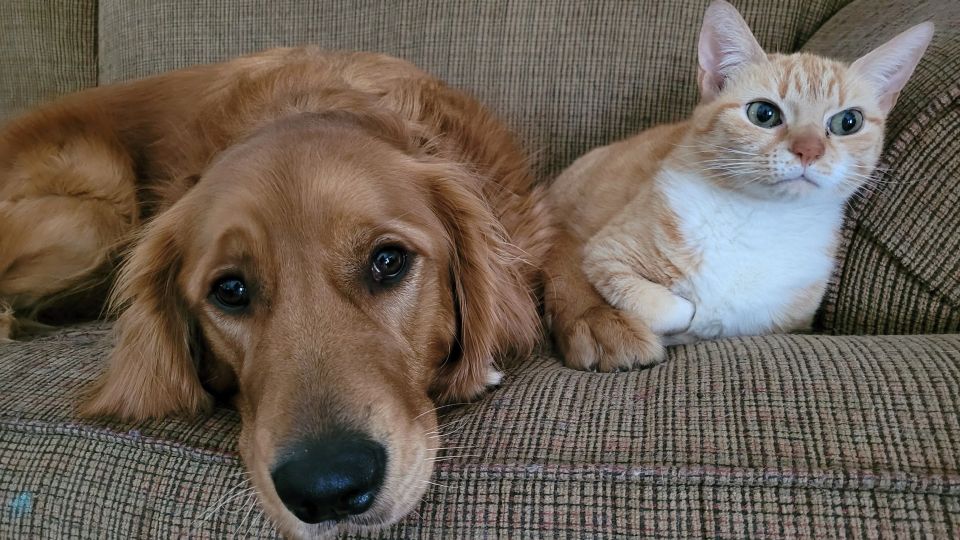 Нужно просто положить в барабан: с этой вещицей забудете про шерсть на одежде