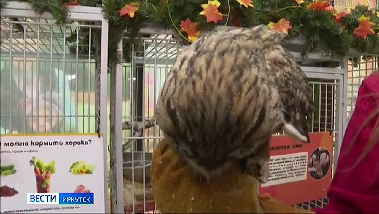 Уже 11-ю сову выхаживают в Сибирском зоопарке