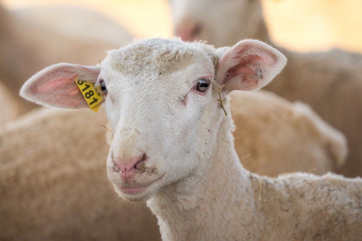 До 1 декабря владельцы мелкого рогатого скота в Приангарье обязаны зарегистрировать животных