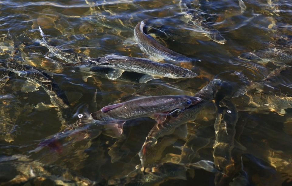  .   ,                  ?