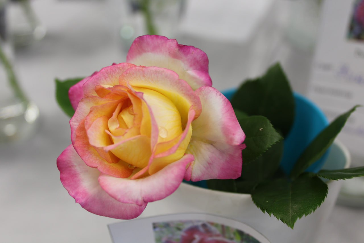 Школа садоводов Иркутска открывает сезон лекций! Школа садоводов Иркутска открывает сезон лекций!