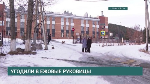 Угодили в ежовые рукавицы. Разобраться с каждым индивидуально