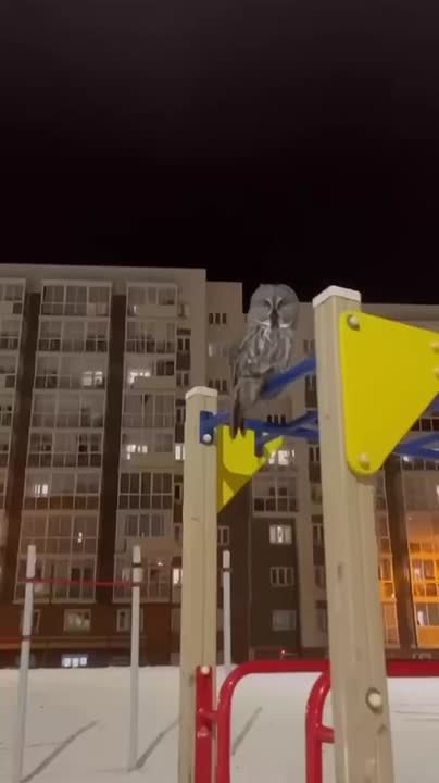 В Ново-Ленино неподалеку от школы №69 снова пернатый переполох!